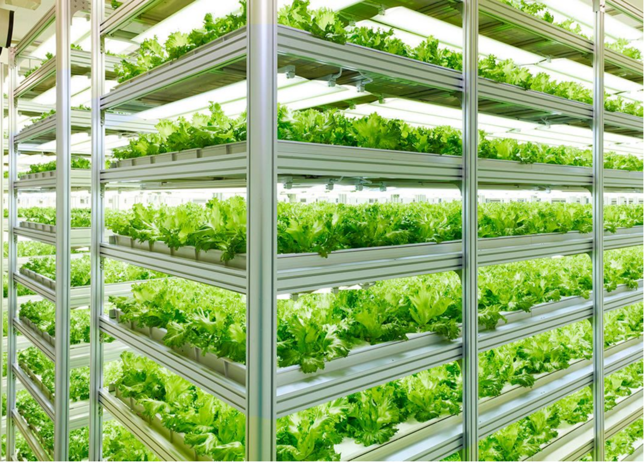 Complete Plant Factory Solutions