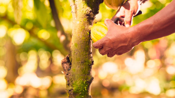 Nigeria Cocoa Orchard Digitalization