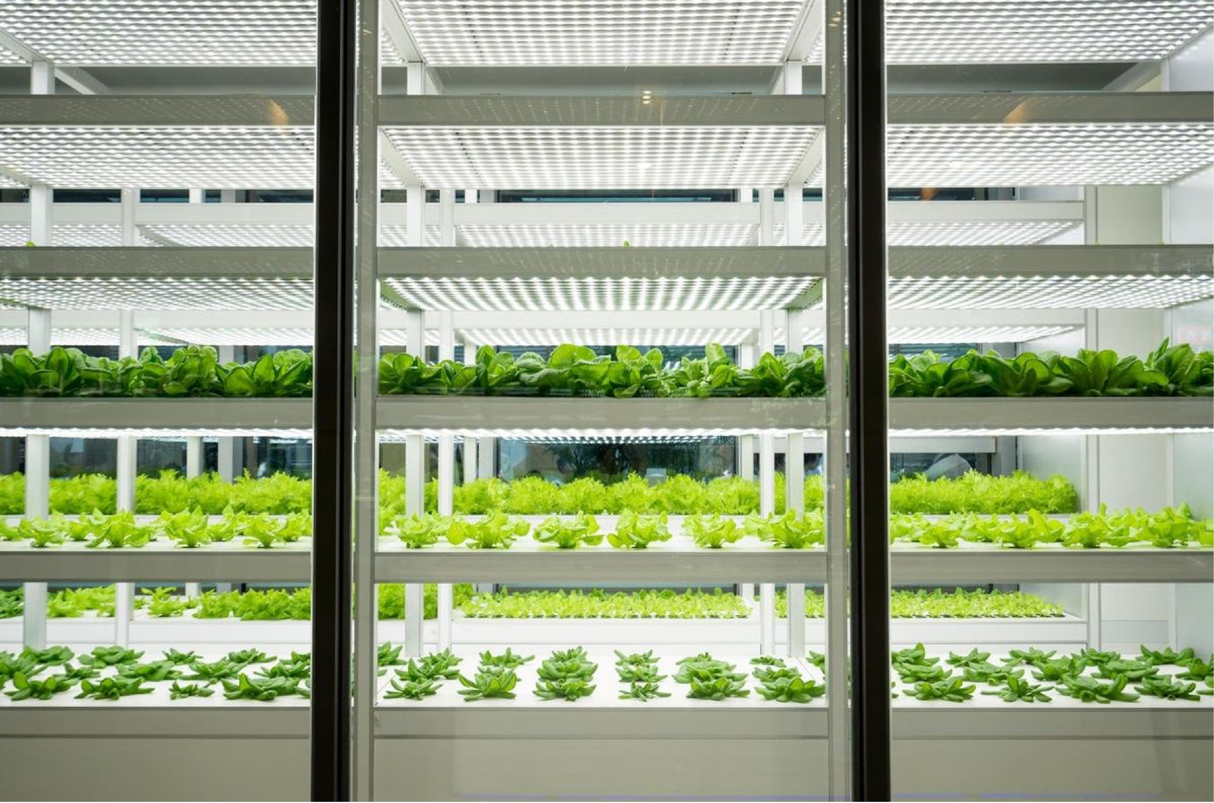 Educational Plant Factory
