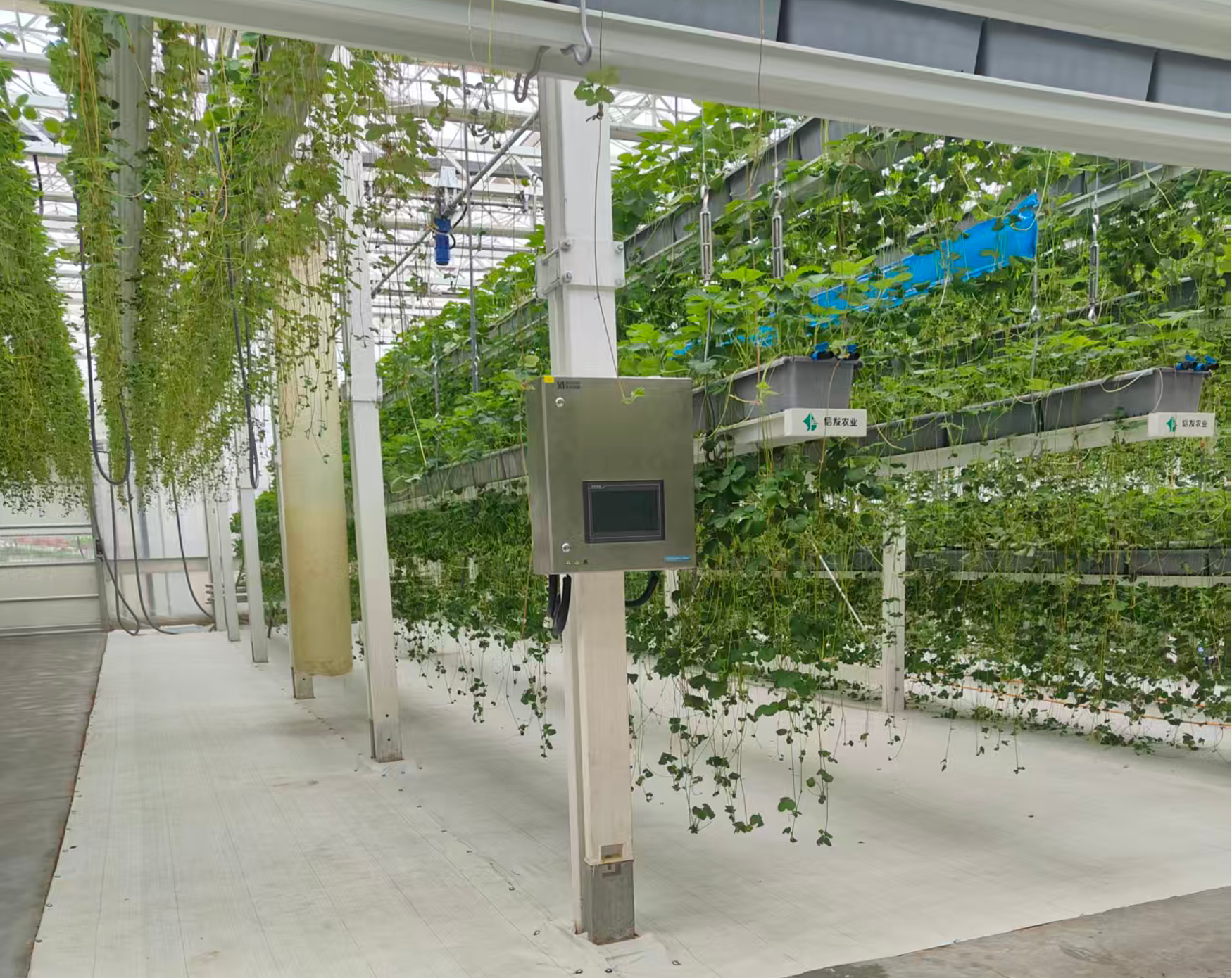 Liaocheng Smart Greenhouse