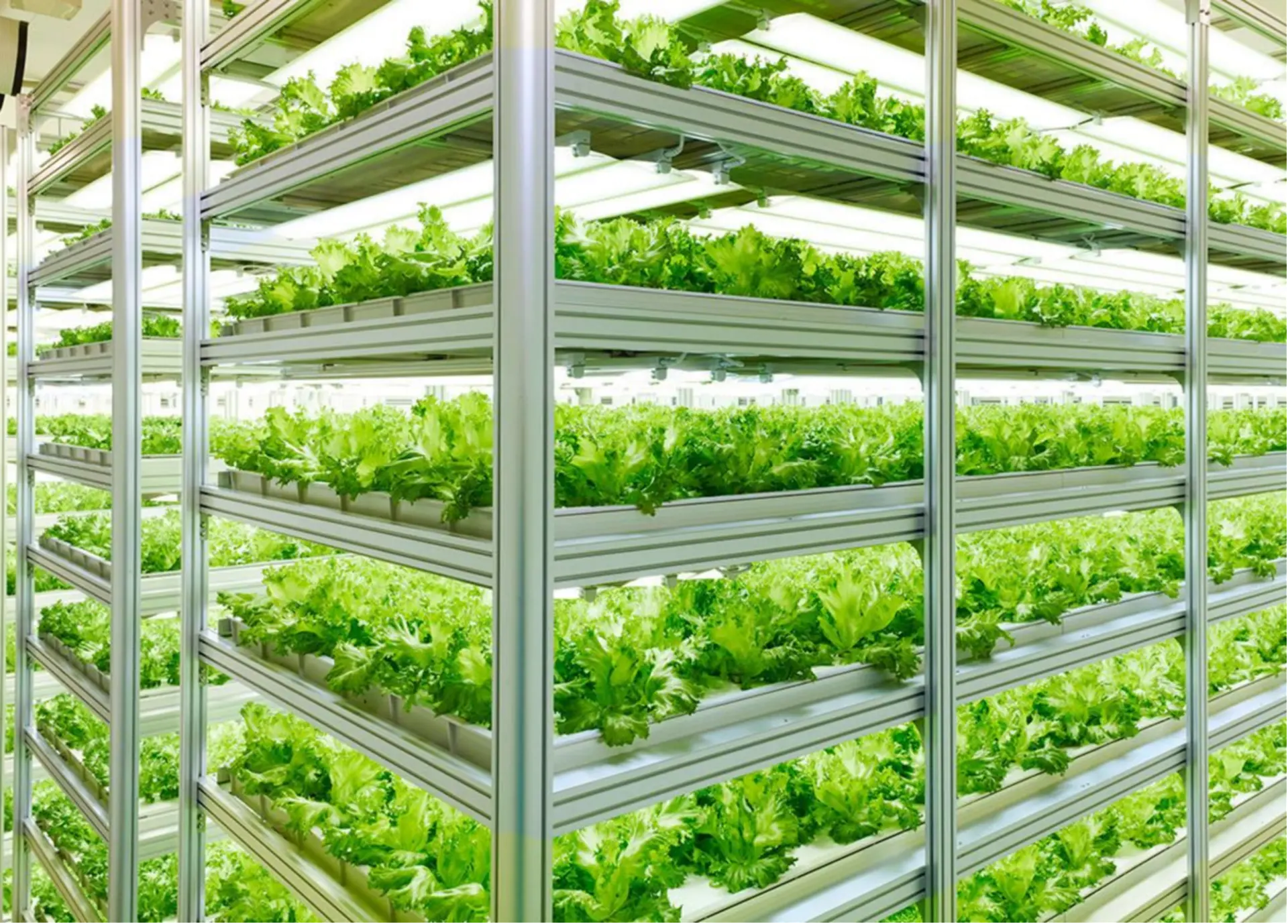 Complete Plant Factory Solutions