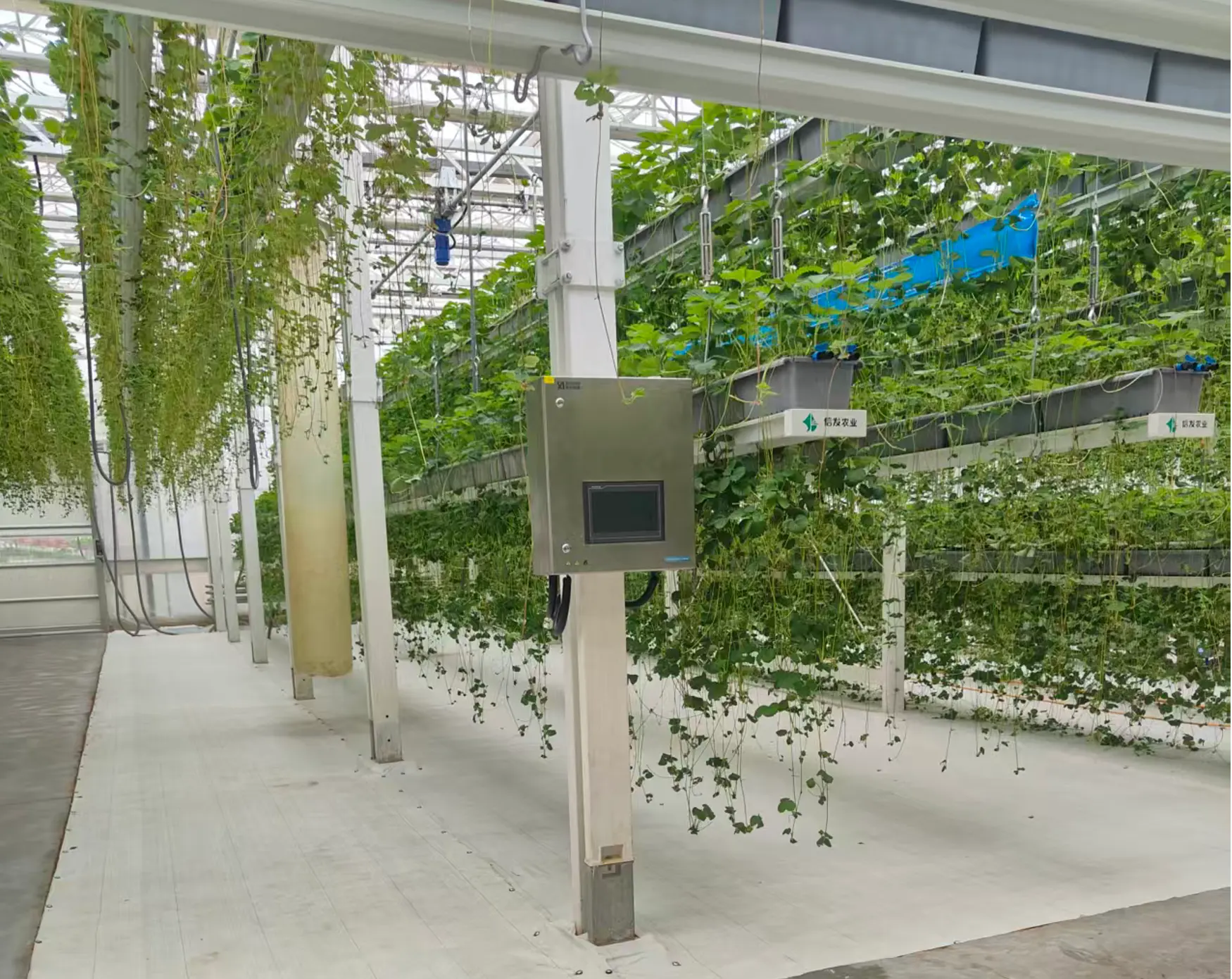 Shandong Strawberry Irrigation Return Monitoring