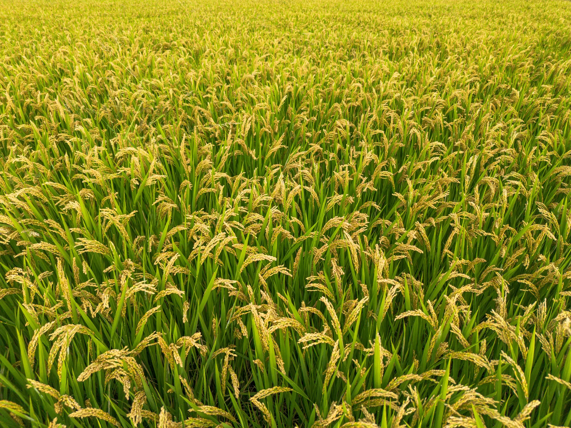 Smart Cropland