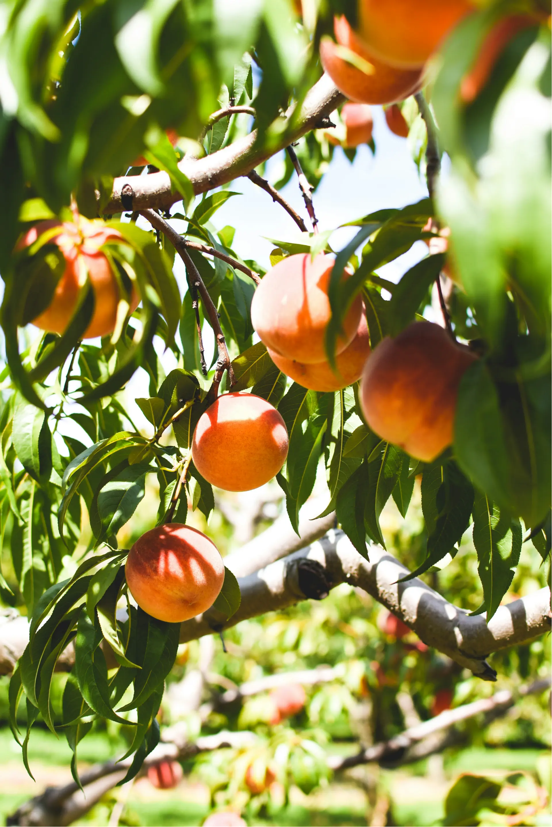 Smart Orchard