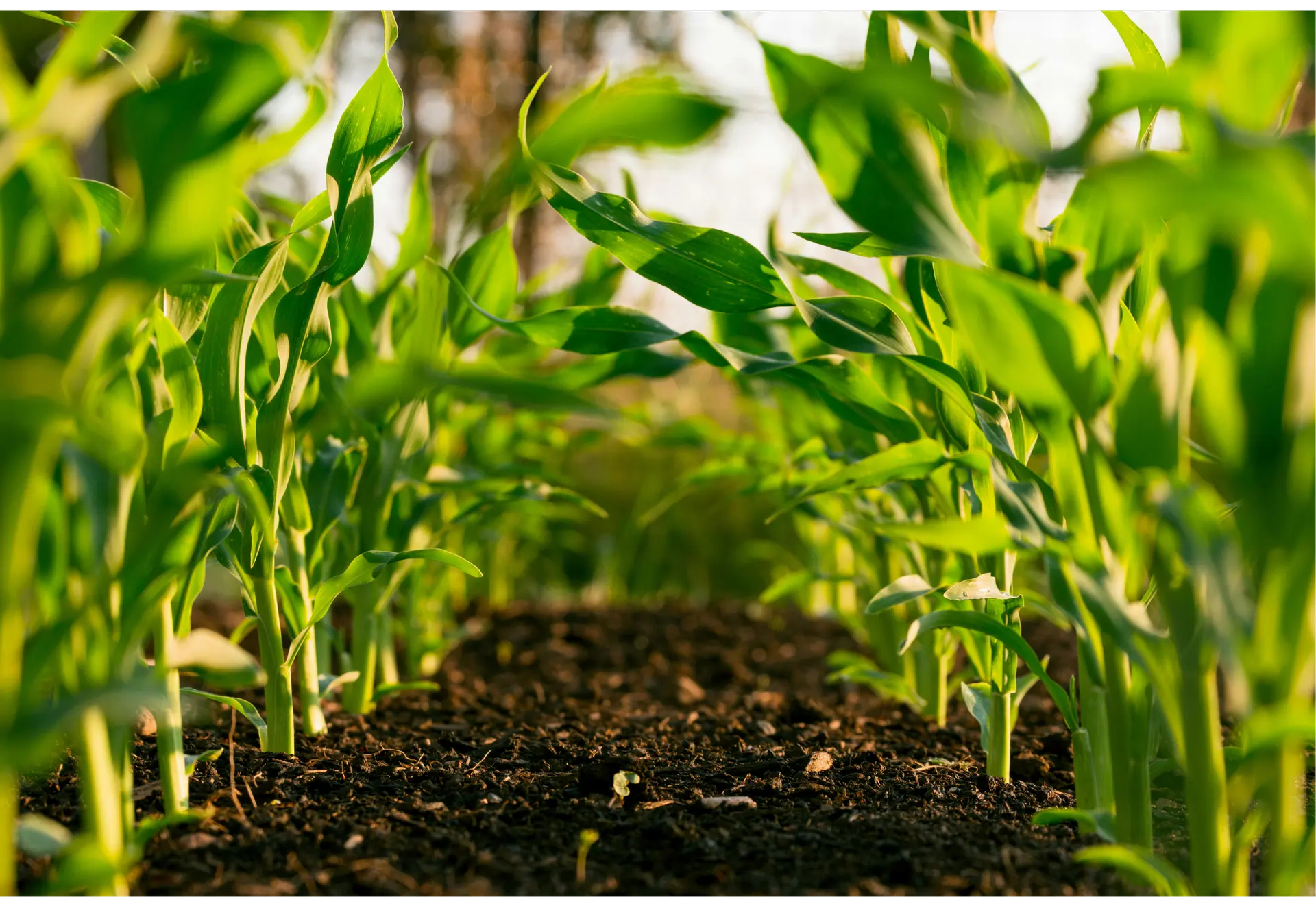 Make Every Field Smarter